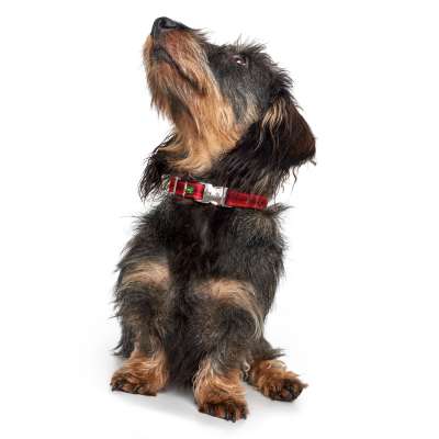 Strong bark hot sale collar